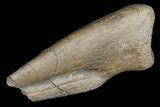 Partial Struthiomimus Hand Claw - Montana #72532-1